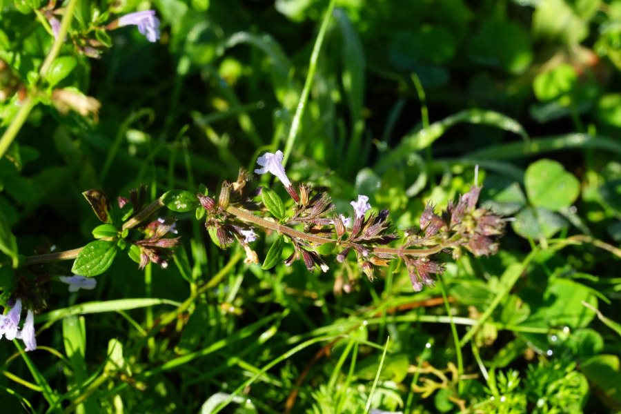 Clinopodium nepeta [considerazioni su ssp.] (Lamiaceae)